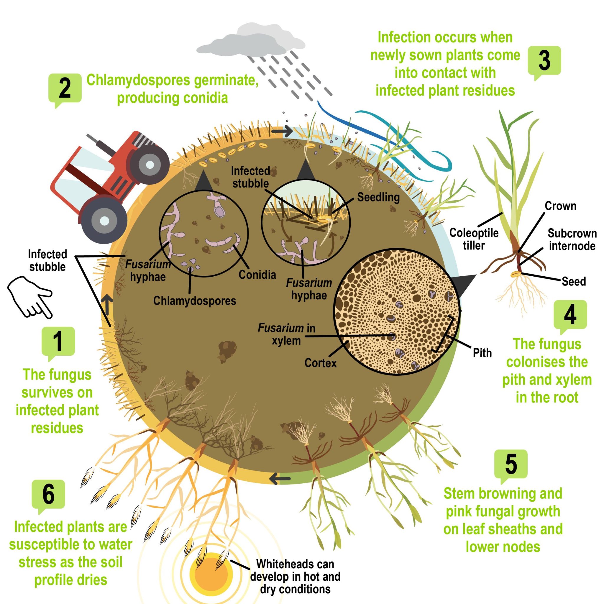 Fusarium Crown Rot Wa Soil Knowledge Base