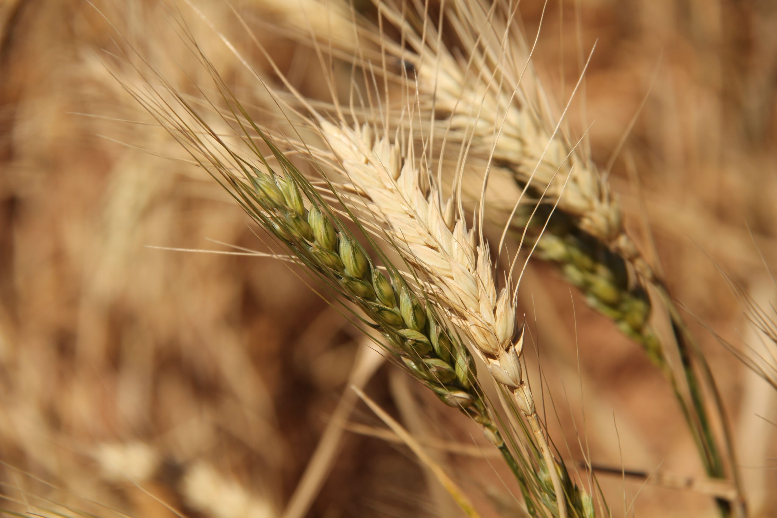 Fusarium crown rot - WA Soil Knowledge Base