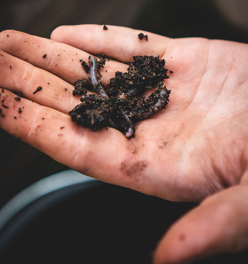 Hand with soil and worms