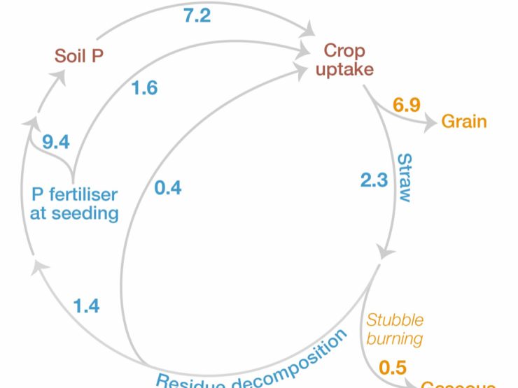 annual phosphorus balance wheat