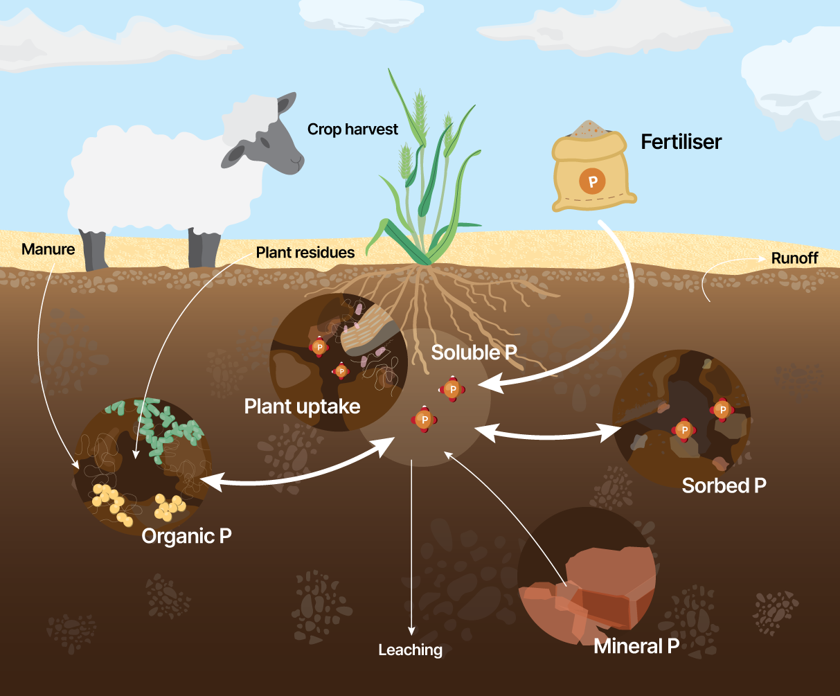 Soil Test For Nutrients - Soil Quality Knowledge Base