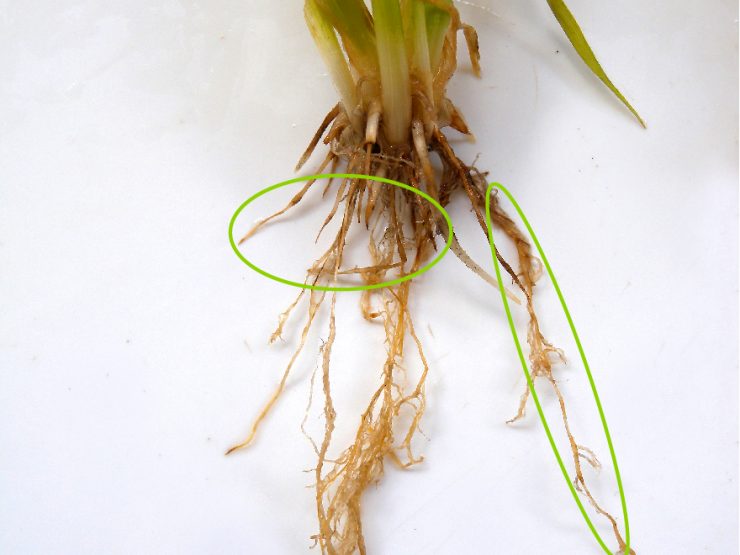 wheat plant roots affected by rhizoctonia root rot