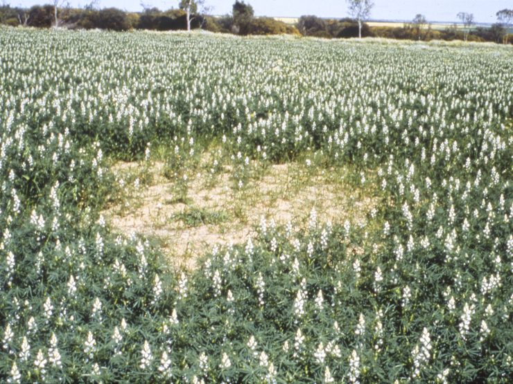 patch of poor plant growth from rhizoctonia infection