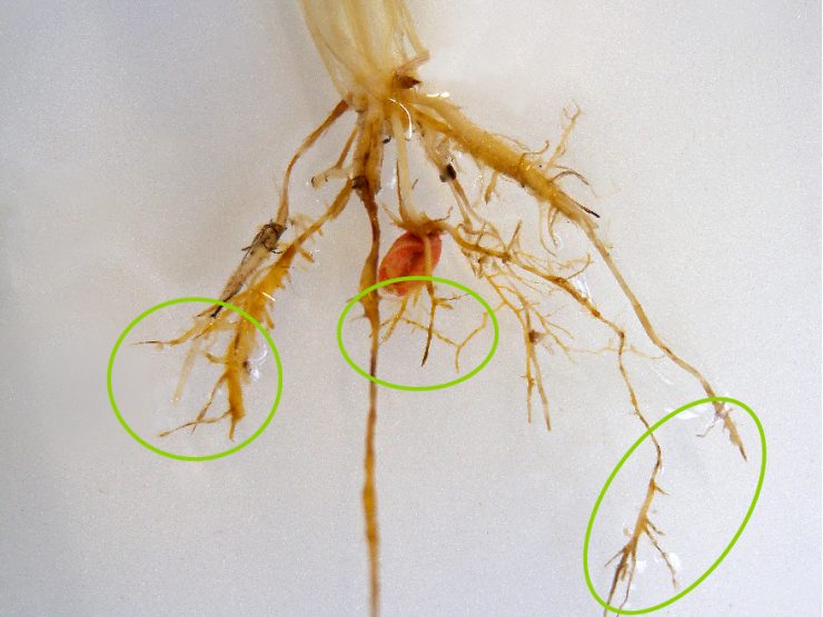 wheat seedling roots affected by rhizoctonia root rot