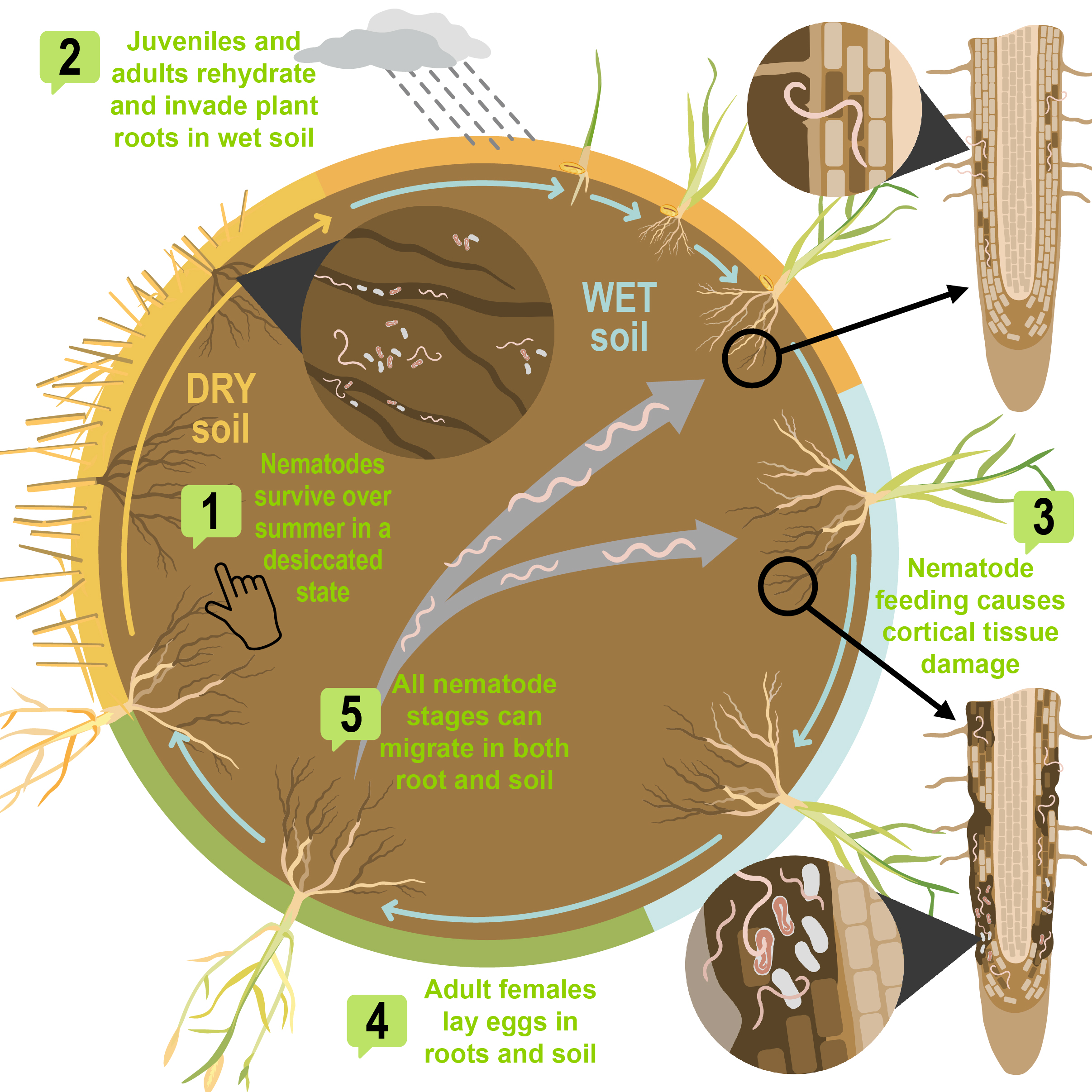 Illustrated diagram of root lesion nematode disease cycle