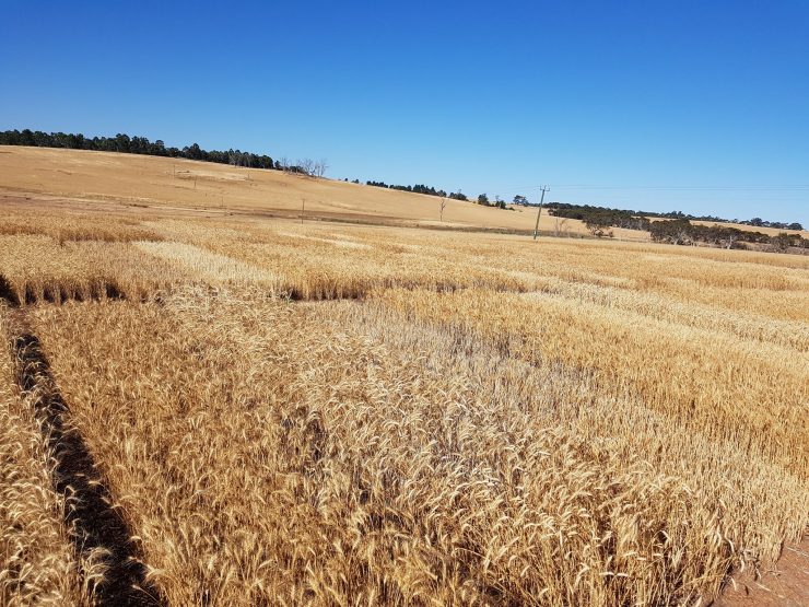 Crop varieties tested in sample plots on farm