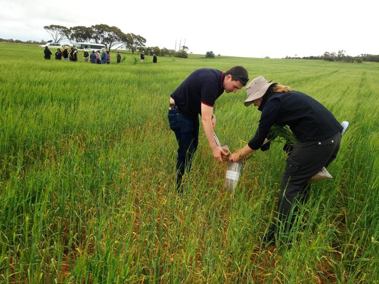 Two people collecting plant samples in paddock