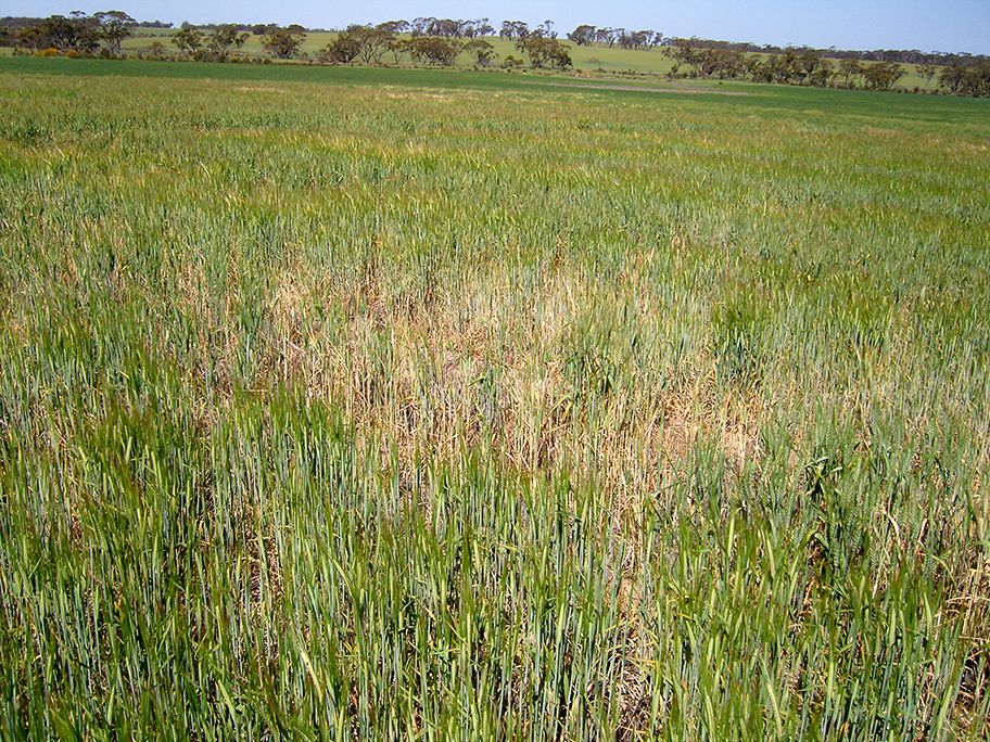 Take-all disease symptoms in barley crop