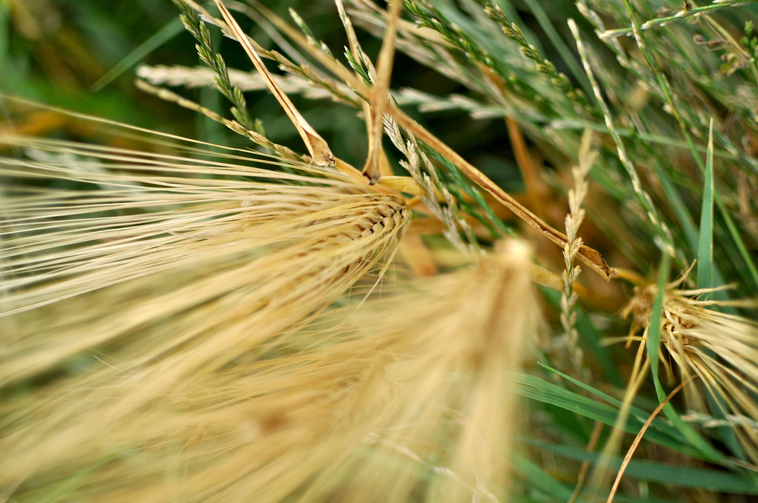 close up wheat plant