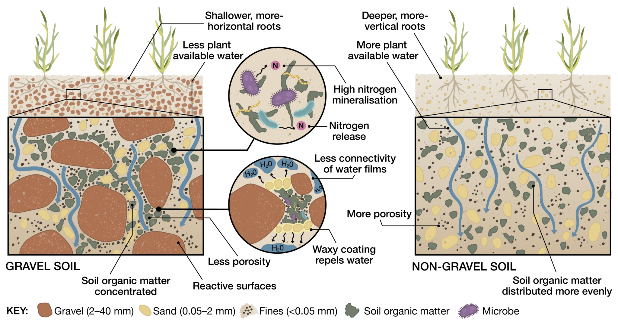 Nutrient cycling in gravel soil - WA Soil Knowledge Base